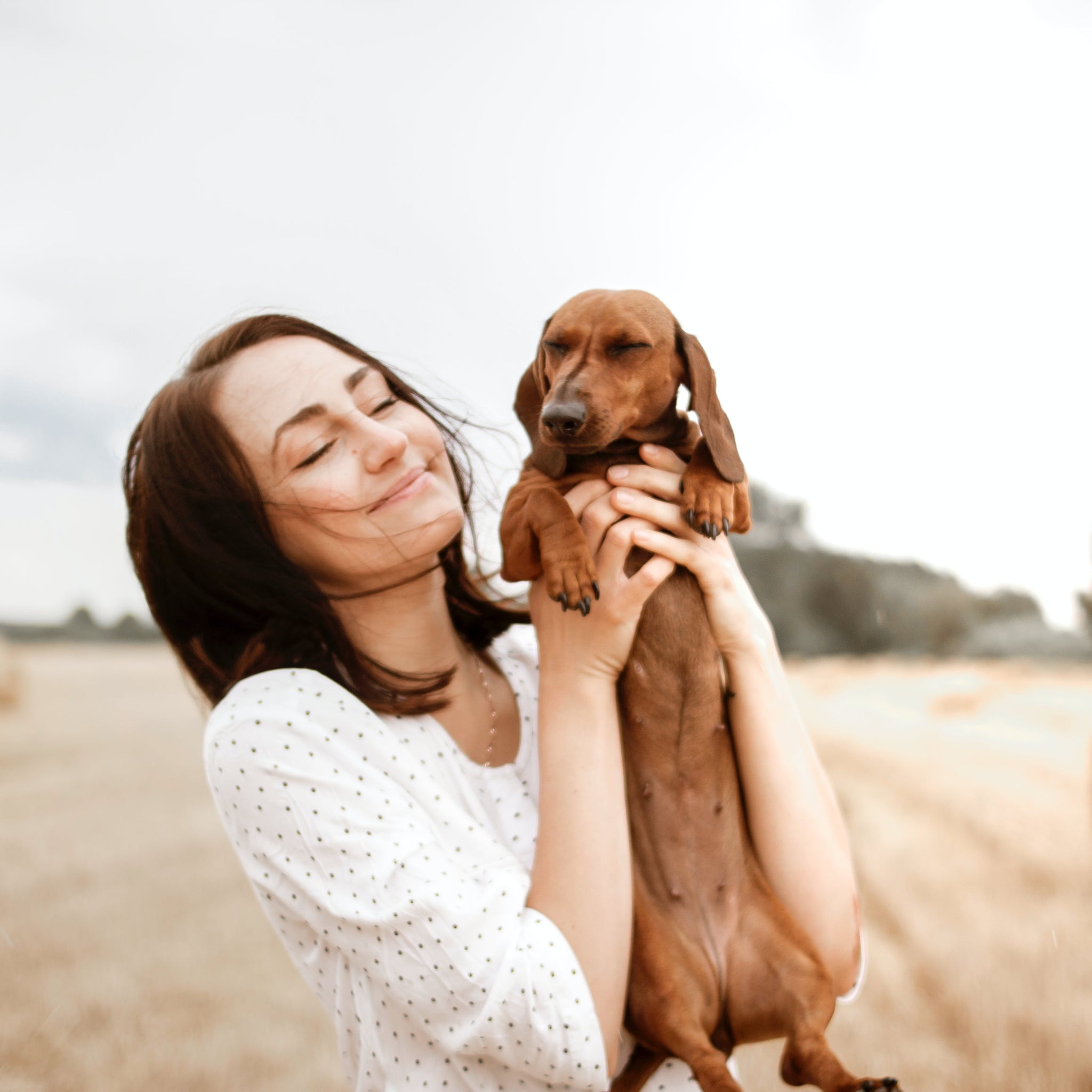 animal de compagnie chien 